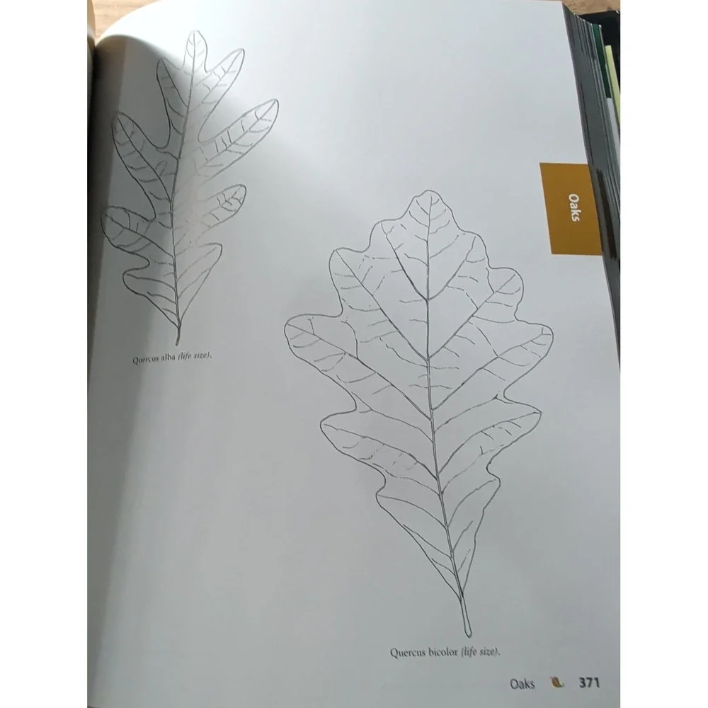 Trees and Shrubs of Minnesota (The Complete Guide to Species Identification) VG